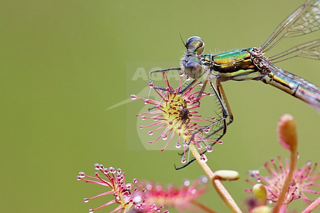  stock-image by Agami/Theo Douma,