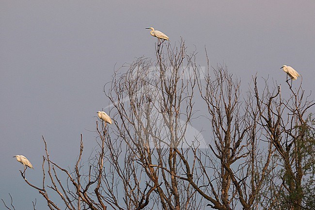 Four Great White Egrets (Ardea alba) perched in top of a bare tree in Hungary. stock-image by Agami/Ralph Martin,