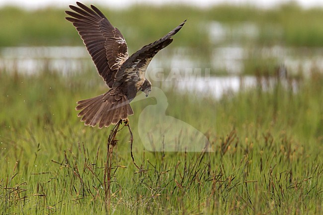 Vrouwtje Bruine Kiekendief in de vlucht met nestmateriaal; Female Marsh Harrier in flight with nesting material stock-image by Agami/Daniele Occhiato,