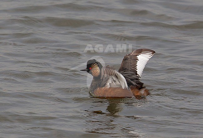 Adult Black-necked Grebe (Podiceps nigricollis) in summer plumage swimming with its wings held above its body on a lake in Belgium. stock-image by Agami/Kris de Rouck,