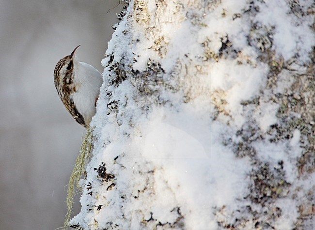 Kortsnavelboomkruiper foeragerend tegen boomstam in de winter; Treecreeper foraging on treetrunc in winter stock-image by Agami/Markus Varesvuo,