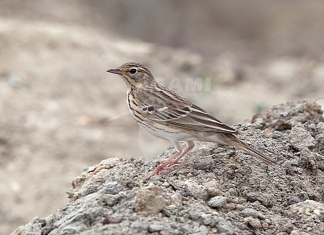 Tree Pipit (Anthus trivialis trivialis) during migration in Uzbekistan. stock-image by Agami/Andy & Gill Swash ,