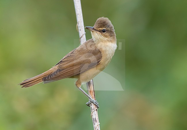 Great Reed Warbler, Acrocephalus arundinaceus, in Italy. stock-image by Agami/Daniele Occhiato,