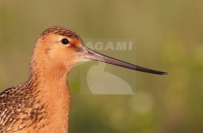 Rosse Grutto close-up; Bar-tailed Godwit close up stock-image by Agami/Markus Varesvuo,