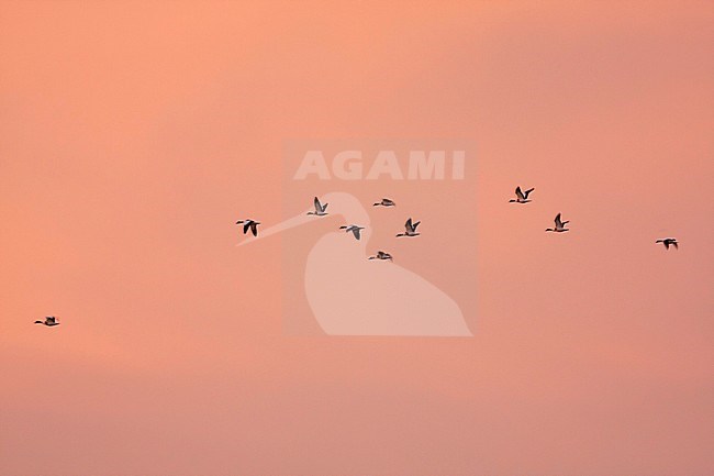 Common Shelduck - Brandgans - Tadorna tadorna, Germany stock-image by Agami/Ralph Martin,