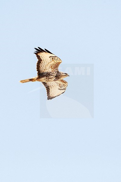 Steppe Buzzard (Buteo buteo vulpinus) on migration over the Eilat Mountains, near Eilat, Israel stock-image by Agami/Marc Guyt,