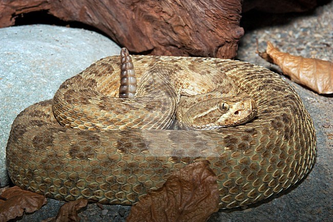 Hopi ratelslang in gevangenschap; Hopi Rattlesnake in captivity stock-image by Agami/Rob Olivier,