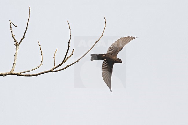 Forest Swallow (Petrochelidon fuliginosa) taking off from a branch in a rainforest in Equatorial Guinea. stock-image by Agami/Dubi Shapiro,
