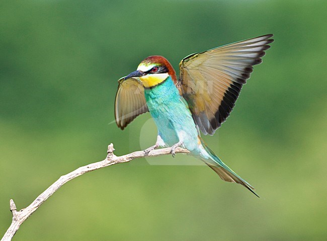 Bijeneter landend met gespreide vleugels; European Bee-eater landing with wings spread stock-image by Agami/Marc Guyt,