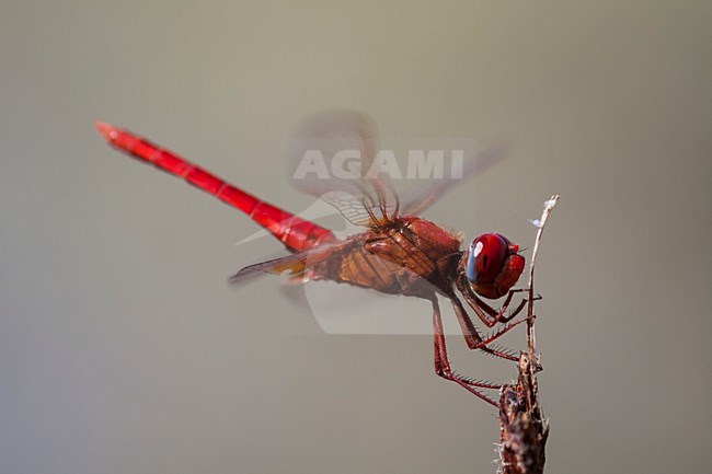 Mannetje Vuurlibel, Male Crocothemis erythraea stock-image by Agami/Wil Leurs,