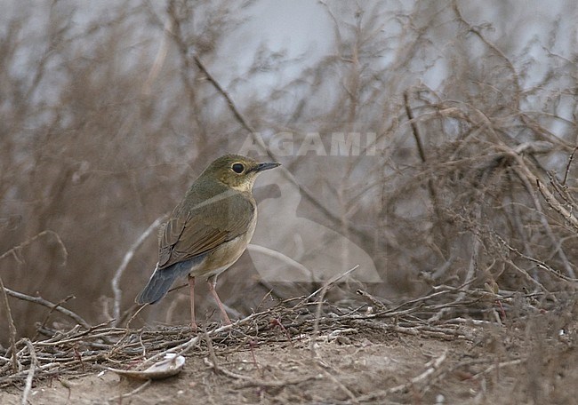 Back view of a female Siberian Blue Robin (Larvivora cyane) sitting on the ground. China stock-image by Agami/Markku Rantala,