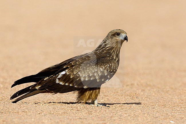 Juveniele Zwarte Wouw op de grond; juvenile Black Kite on the ground stock-image by Agami/Daniele Occhiato,