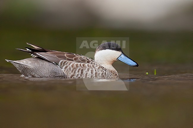 Birds of Peru, the Puna Teal stock-image by Agami/Dubi Shapiro,