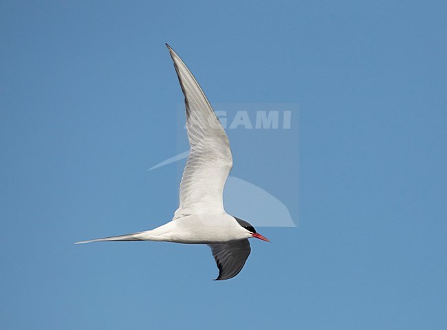 Volwassen Noordse Stern in de vlucht; Adult Arctic Tern in flight stock-image by Agami/Markus Varesvuo,
