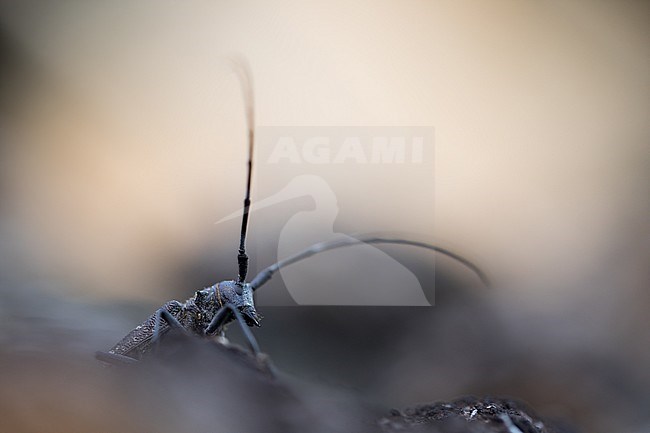 Monochamus galloprovincialis cinerascens - Pine Sawyer - Gefleckter Langhornbock, Russia (Baikal), imago, female stock-image by Agami/Ralph Martin,
