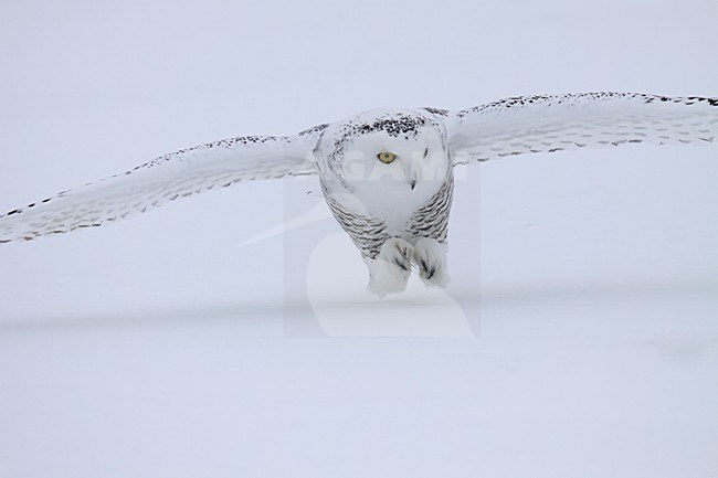 Sneeuwuil landend in sneeuw; Snowy Owl landing in snow stock-image by Agami/Chris van Rijswijk,