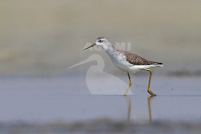 Marsh Sandpiper - TeichwasserlÃ¤ufer - Tringa stagnatilis, Oman, adult, nonbreeding stock-image by Agami/Ralph Martin,