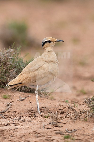 Cream-colored Courser (Cursorius cursor), side view of an adult standing on the ground in its typical habitat in Morocco stock-image by Agami/Saverio Gatto,