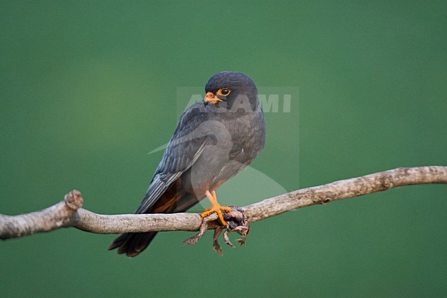 Roodpootvalk, Red-Footed Falcon, Falco vespertinus stock-image by Agami/Marc Guyt,