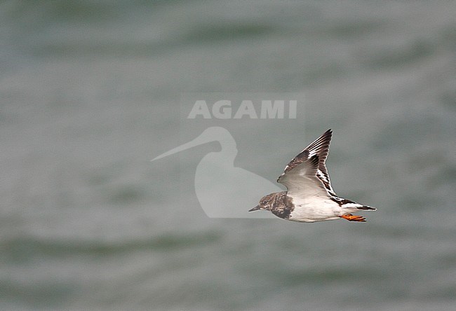 Ruddy Turnstone (Arenaria interpres) along the coast in the Netherlands. Flying over the north sea, showing under wing. stock-image by Agami/Marc Guyt,