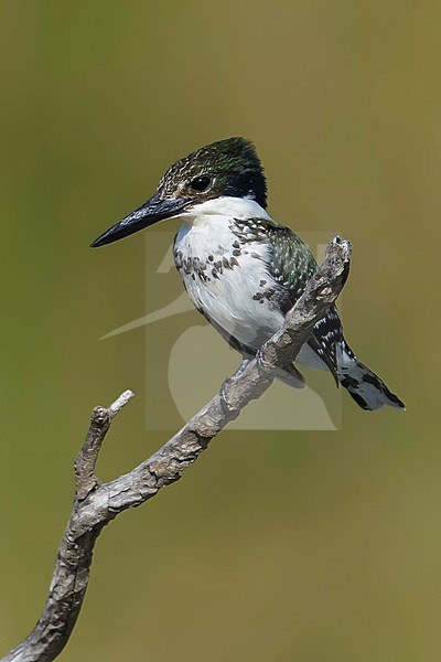 Adult female
Hidalgo Co., TX
February 2014 stock-image by Agami/Brian E Small,