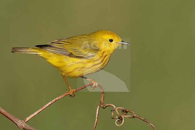 Adult male
Galveston Co., TX
April 2006 stock-image by Agami/Brian E Small,