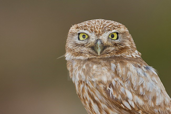 Little Owl - Steinkauz - Athene noctua saharae, Morocco, adult stock-image by Agami/Ralph Martin,