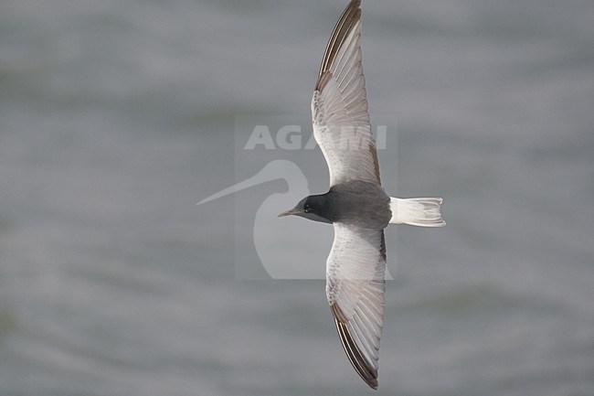 Volwassen Witvleugelstern in vlucht, Adult White-winged Tern in flight stock-image by Agami/Markus Varesvuo,