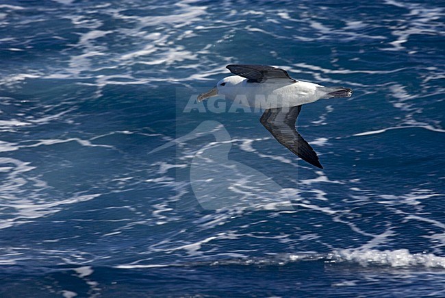 immature Black-browed Albatross flying above open ocean; onvolwassen Wenkbrauwalbatros vliegend boven de oceaan stock-image by Agami/Marc Guyt,