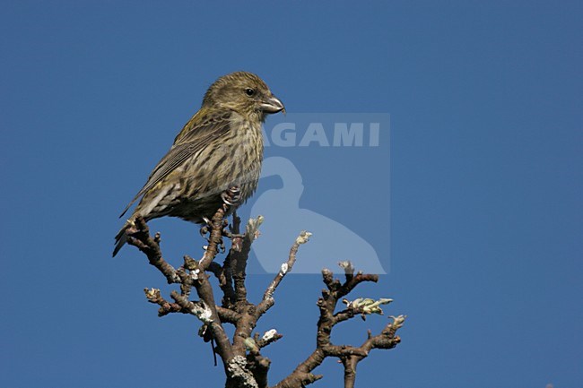 Common Crossbill juvenile perched Poland, Kruisbek juveniel zittend Polen stock-image by Agami/Menno van Duijn,