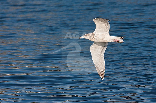 Adult Vega Gull (Larus vegae) wintering along the coast of Japan. Flying low over the water. stock-image by Agami/Marc Guyt,