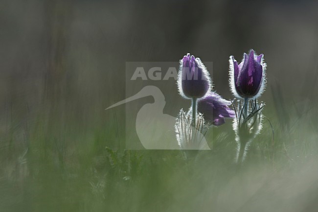 Closeup van bloeiend Wildemanskruid, Close-up of flowering Pasque Flower stock-image by Agami/Rob de Jong,