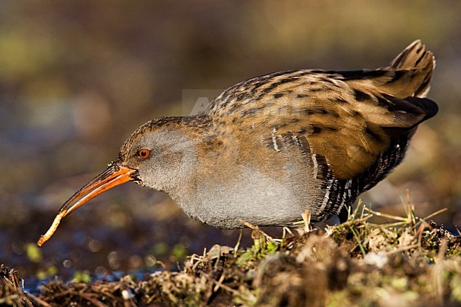 Waterral foeragerend in moeras; Water Rail foraging in marsh stock-image by Agami/Menno van Duijn,