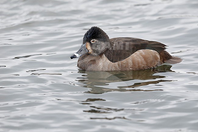 Vrouwtje Ringsnaveleend zwemmend; Female Ring-necked Duck, Aythya collaris, swimming stock-image by Agami/Chris van Rijswijk,