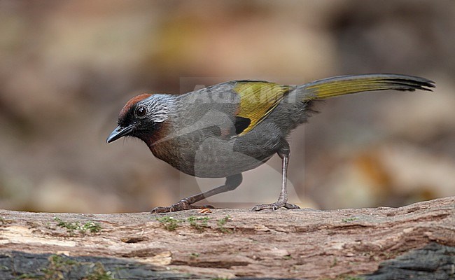 Silver-eared Laughingthrush (Trochalopteron melanostigma) at Doi Lang, Thailand stock-image by Agami/Helge Sorensen,