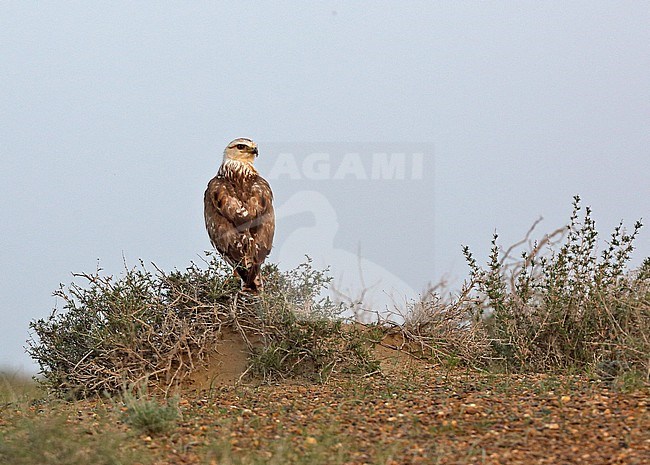 Adult light morph Long-legged Buzzard (Buteo rufinus rufinus) perched on top of a bush, seen on the back. stock-image by Agami/Andy & Gill Swash ,