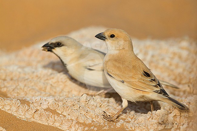 Desert Sparrow - WÃ¼stensperling - Passer simplex ssp. saharae, adult male and female, Morocco stock-image by Agami/Ralph Martin,