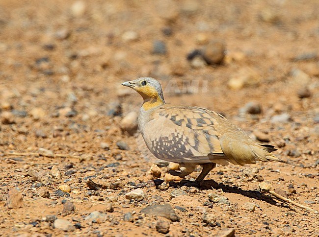 Mannetje Sahelzandhoen, Spotted Sandgrouse male stock-image by Agami/Roy de Haas,