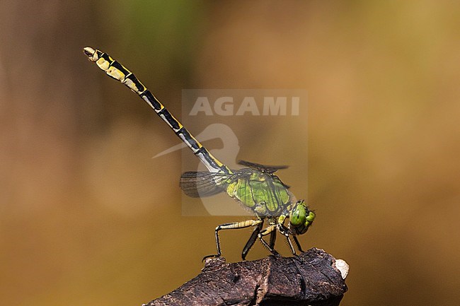 Male Imago Gaffellibel; Adult male Green Snaketail; Adult male Green Clubtail stock-image by Agami/Wil Leurs,