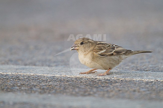 House Sparrow, Haussperling, Passer domesticus ssp. hufufae, adult, female, Oman stock-image by Agami/Ralph Martin,
