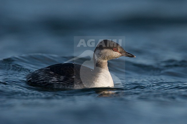 Kuifduiker winterkleed opzij; Slavonian Grebe winterplumage frontale stock-image by Agami/Harvey van Diek,