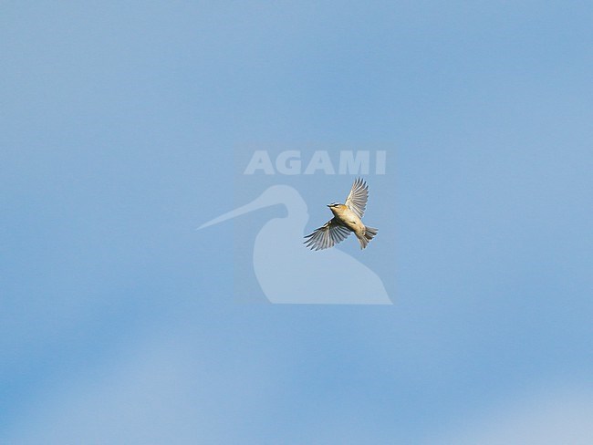 Common Firecrest (Regulus ignicapilla) flying, migrating high in the blue sky showing underside and open wings stock-image by Agami/Ran Schols,