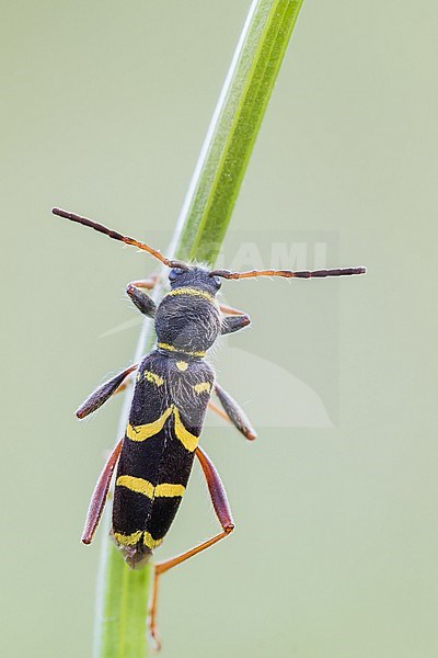 Clytus lama - Schmalfühleriger Widderbock, Germany (Baden-Württemberg), imago stock-image by Agami/Ralph Martin,