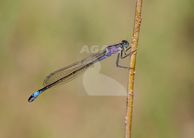 Imago Lantaarntje; Adult Common Bluetail; Adult Blue-tailed Damselfly stock-image by Agami/Fazal Sardar,