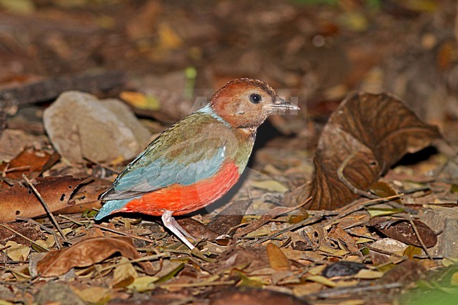 Red-bellied Pitta zittend op bosgrond,  Red-bellied Pitta perched on forest floor stock-image by Agami/Pete Morris,