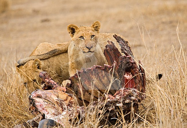 Jonge Afrikaanse Leeuw; Young African Lion stock-image by Agami/Marc Guyt,