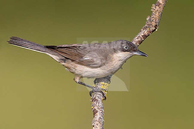 Volwassen Westelijke Orpheusgrasmus; Adult Western Orphean Warbler stock-image by Agami/Daniele Occhiato,