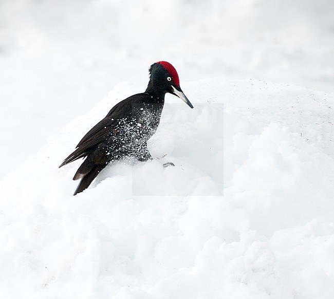 Adult Black Woodpecker (Dryocopus martius) wintering in a Finnish taiga forest in Lapland. Landing in the snow in a forest clearing, looking for fallen pine seeds. stock-image by Agami/Marc Guyt,