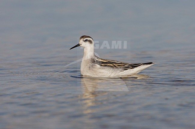 Zwemmende onvolwassen Grauwe Franjepoot; Swimming immature Red-necked Phalarope stock-image by Agami/Arie Ouwerkerk,