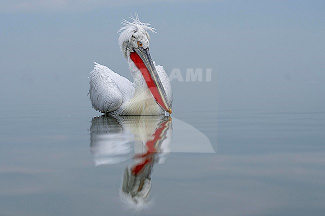 Dalmatian Pelican (Pelecanus crispus) in breeding plumage sitting on the water of lake Kerkini in Greece. stock-image by Agami/Marcel Burkhardt,